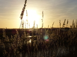 FZ024871 Sunset over reed.jpg